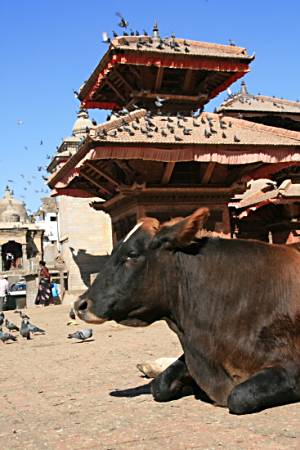 Holy Cow at the Durbar Square